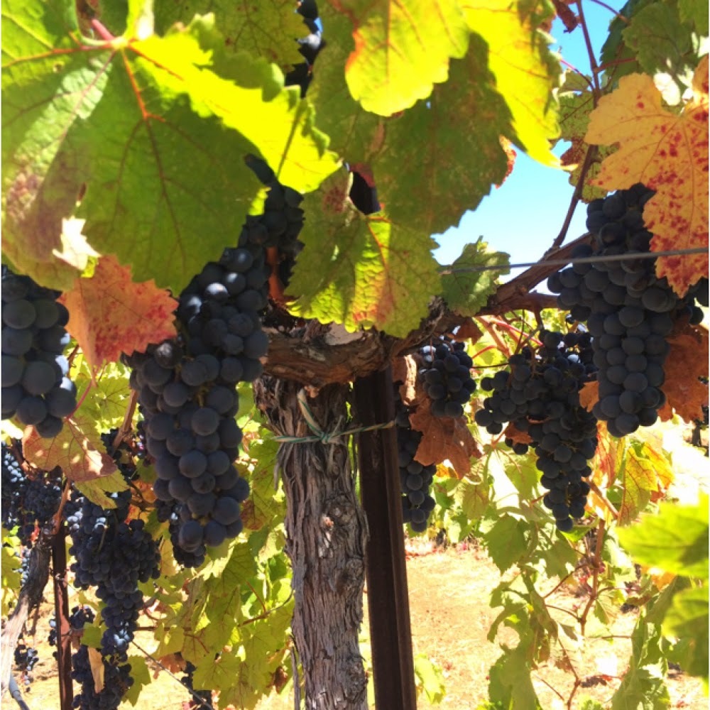 Meet your Posher, Riki